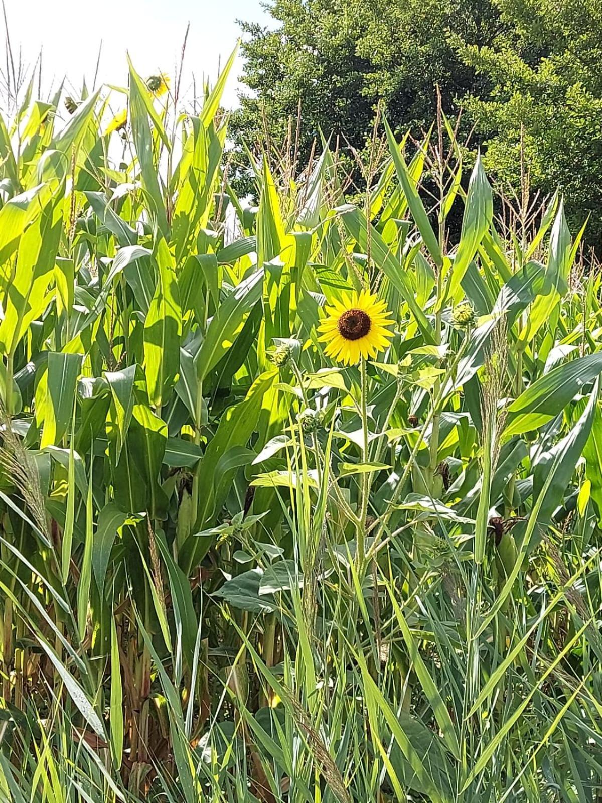 Alojamento de Acomodação e Pequeno-almoço Les Cygnes Noirs Aujac (Charente-Maritime)